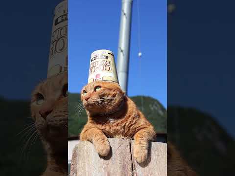 コープヌードル白ごま担々麺　のせ猫　241213 #cat #かご猫 #ねこ #かご猫 #ネコ #cute