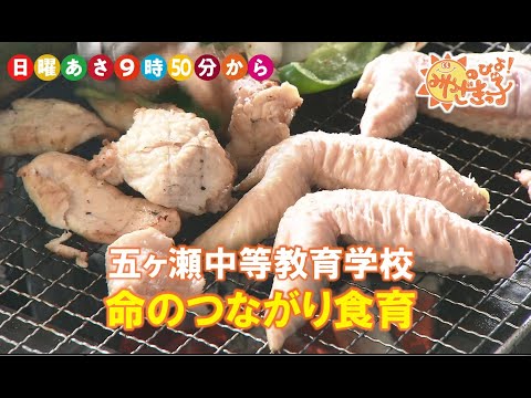 食育！　五ヶ瀬中等教育学校「命のつながり」　UMKのびよ！　８月４日放送