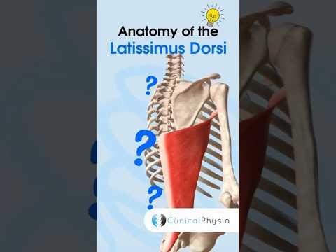 Latissimus Dorsi Anatomy #physicaltherapy #physiotheraphy #anatomy