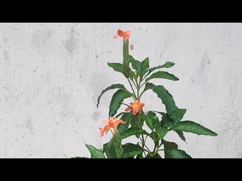 #youtube #short | Crossandra | firecrackers | tropical flame flowers #crossandra #flower