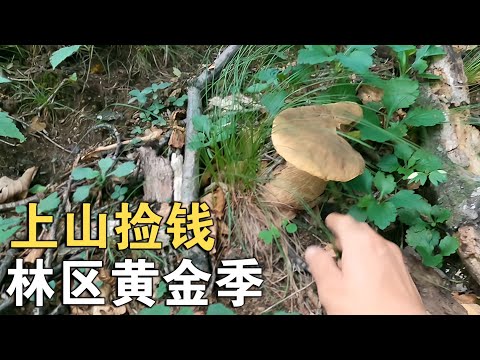 林区的黄金季节，上山“捡钱”的工作又开始了，一天几百块RMB不成问题！#农村生活  #东北 #跑山日记  【913的乡野生活】