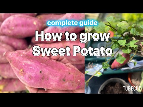 Growing Sweet Potatoes - Complete Guide