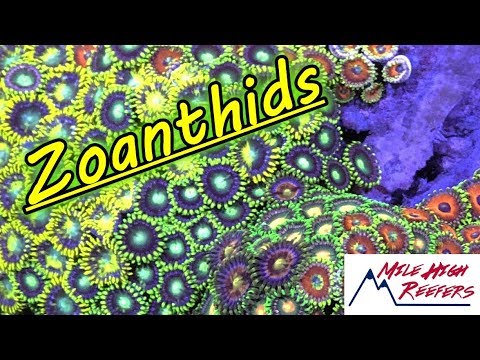 Talking Zoanthid Care With Rogue Aquariums