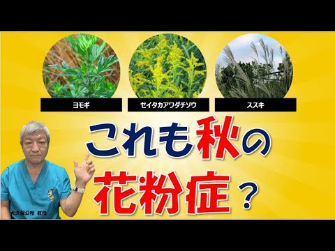 秋の花粉症はブタクサの他にヨモギやイネ科も原因？大久保公裕先生がやさしく解説