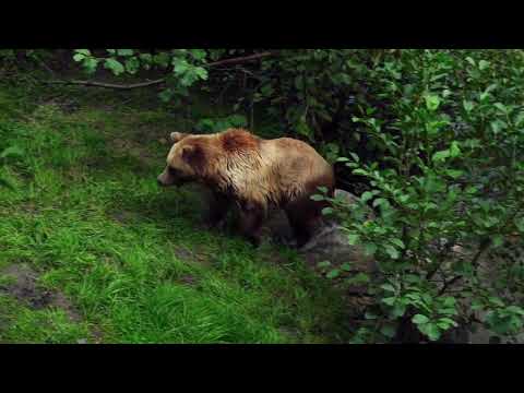 Brown Bear | Copyright Free Video Footage