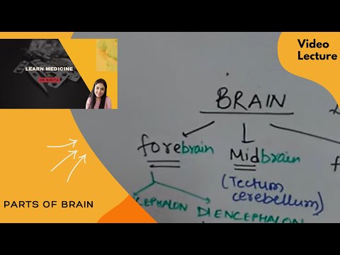 Classification of Nervous System by Dr. Nikita