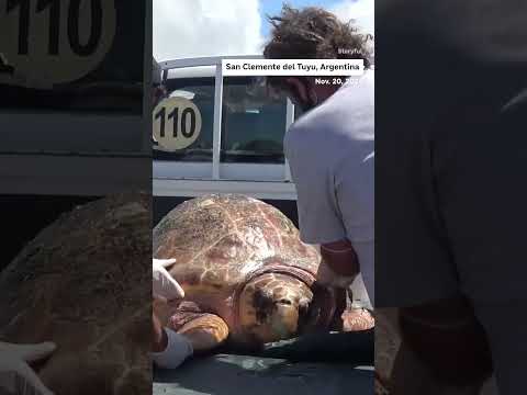 A 286-pound loggerhead turtle was released back into the ocean after three weeks of rehabilitation