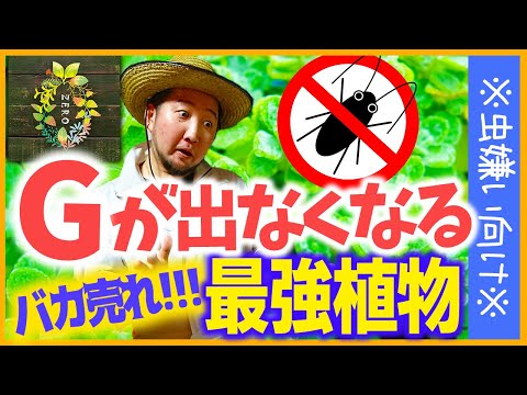 ゴキブリを寄せ付けない最強植物アロマティカス【多肉植物】【観葉植物】【ガーデニング】