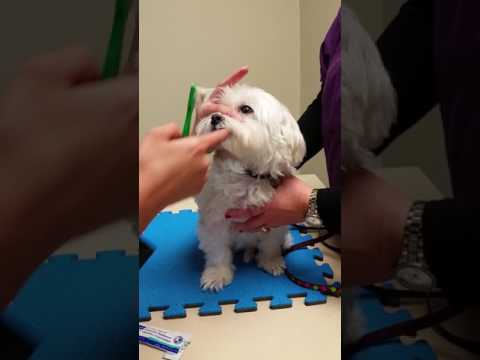 Teeth Brushing Demo