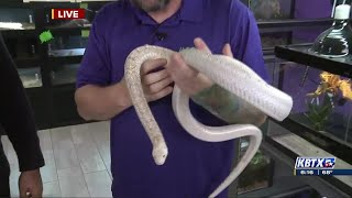 HERPS Exotic Reptile and Pet Expo founder talks visitor reactions