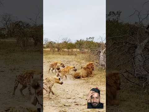 Hyena vs lion fight 🦁😧😬 #krugersightings #kruger #animals #krugernationalpark #wildlife #wildlife