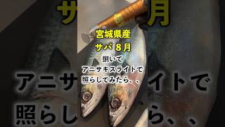 魚を捌いて、アニサキスがいるか見てみたら、、【サバ】#shorts #short