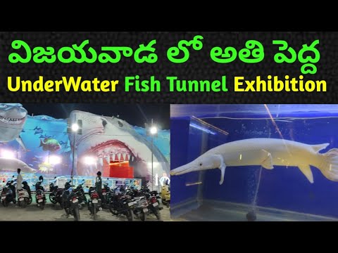 మన విజయవాడలో ఎన్నో రకాల చేపలతో underwater fish tunnel exhibition | Vijayawada underwater tunnel expo