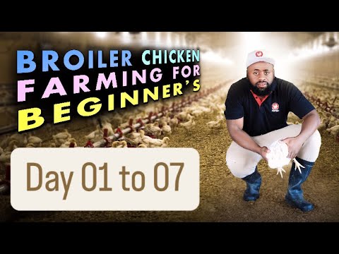 Day 01-07: How to Brood Day-Old Chicks in Winter | Low Mortality Tips for Broiler Chickens