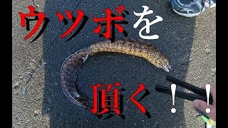 食材で釣ろう！イカの切り身編　釣れた魚を頂く！