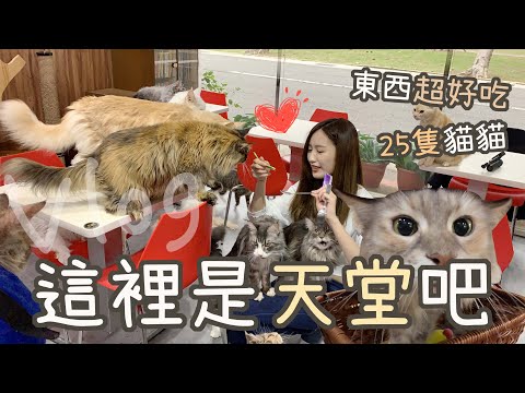 【Vlog】25隻貓貓的超療癒咖啡館！東西超好吃！士林元氣貓主題咖啡館～