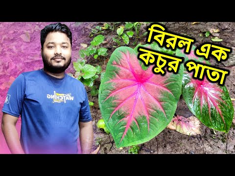 বিরল এক কচুর পাতা আছে আমার কাছে | Mahid Dream Zoo