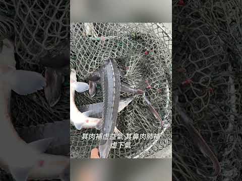 新春釣魚魷戲  每次50元  超佛心