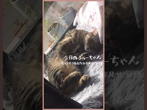 【腹毛モフモフ猫】お昼寝前のお腹