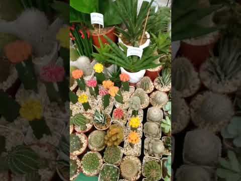 cute sa cactus ,ai a ko oi,haha gibidli baya tingong😂#viral #youtubeshorts #shortvideo #jala #funny