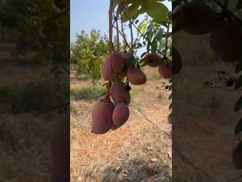 Mangoes 🥭 #summervibes #mango #mangoes #mangogarden