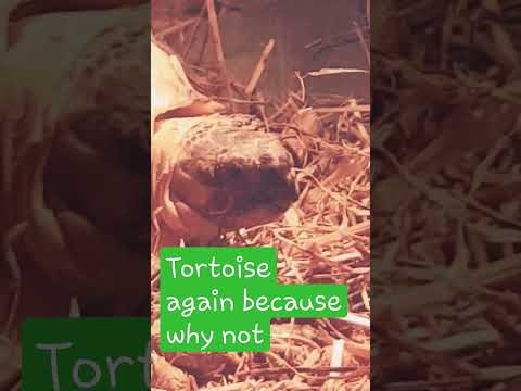 Tortoise relaxing :D