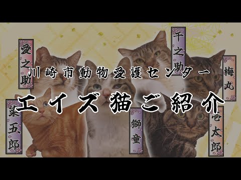 【川崎市動物愛護センター】エイズ猫のご紹介