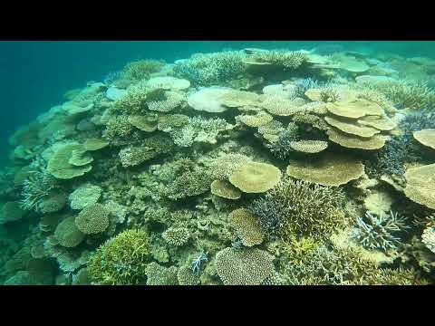 魅惑の珊瑚ショー - 石垣島北部