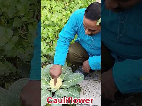 Cauliflower #botany