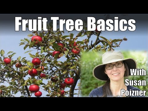 Talking Fruit Tree Basics with Susan Poizner