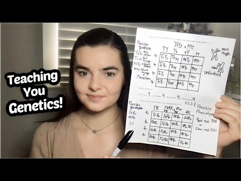 ASMR Teaching You Genetics! | Drawing Punnett Squares