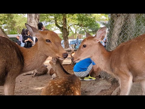 鹿のなきごえ　#奈良　#JAPAN #japan  #nara #kyoto  #京都　#修学旅行　#観光　#おすすめ