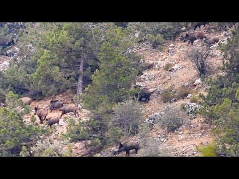 WILD BOAR HUNTING ADVENTURE 2021 - MACERALI DOMUZ AVI