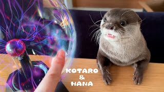 カワウソがプラズマボールに触ったらビックリなことが起こった！　What Happens When Otters Touch a Plasma Ball?