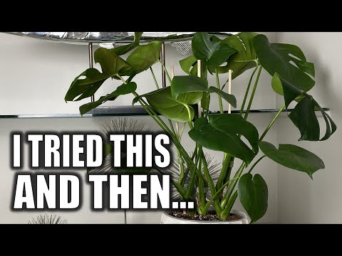 I Repotted My Monstera...and This Happened