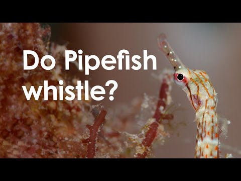 Pipefish - Meet the locals [Great Barrier Reef]