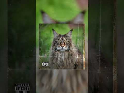 Maine Coon Album Covers LOL #shorts