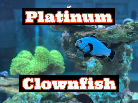 Saltwater Fish (Platinum Clownfish) The Designer Clownfish