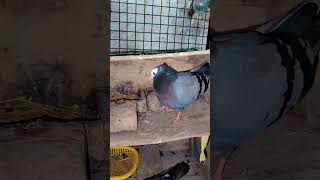 #pigeon #pigeonbreeds #like #pigeontypes #subscribe #viralshort 🕊️🕊️🕊️