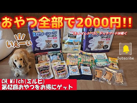 第42回おやつをお得にゲット　#カニンヘンダックス  #ダックスフンド  #子犬　#ミニチュアダックス  #犬のいる暮らし #ペット動画　#cutedog #dog #dachshund　#犬のおやつ