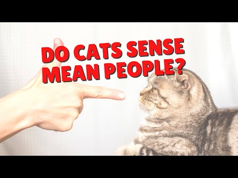 Do Cats Sense Bad People? | Two Crazy Cat Ladies