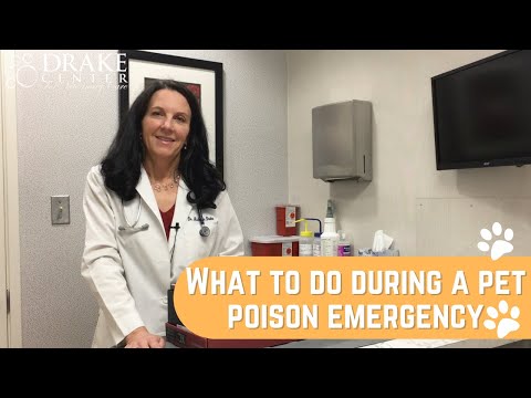 What To Do During A Pet Poison Emergency