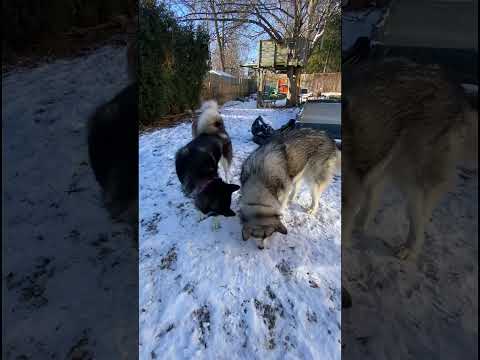 Frozen Lump Of Poo Clean Up  #alastanmalamutes #sleddogs #dogsplaying