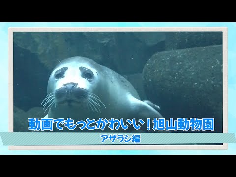 動画でかわいい！旭山動物園＜アザラシ編＞