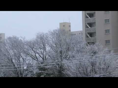 またしても雪が降りました【2024年3月8日】