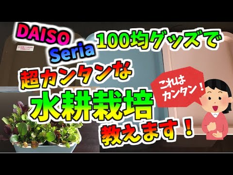 ダイソー＆セリアの100均グッズで、たぶん一番簡単な水耕栽培！