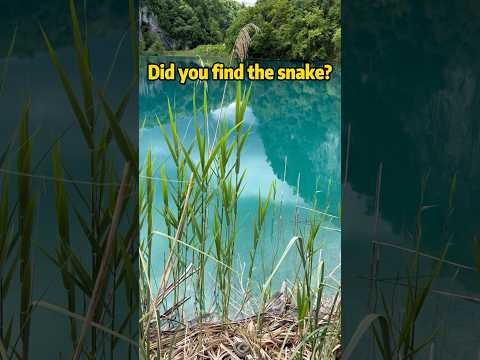 Did you find the snake? (Plitvice Lakes National Park, Croatia)  #snake #nature #travel #Croatia