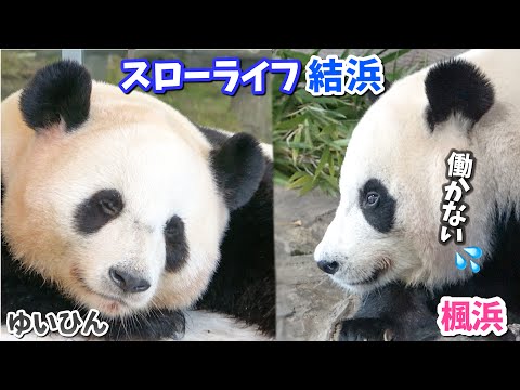 【パンダアイドル楓浜】毎日が休日のゆる〜い姉！素顔を完全公開しちゃいます🐼