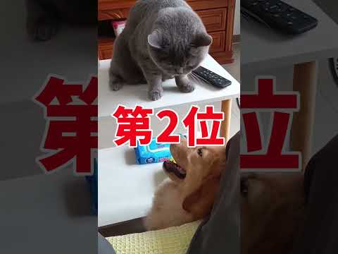 イッヌの動画見て癒されたら寝ろwww　#2ch動物スレ #動物 #犬 #shorts #2ch