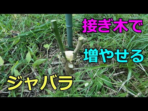 【接ぎ木】接ぎ木で増やせるジャバラ